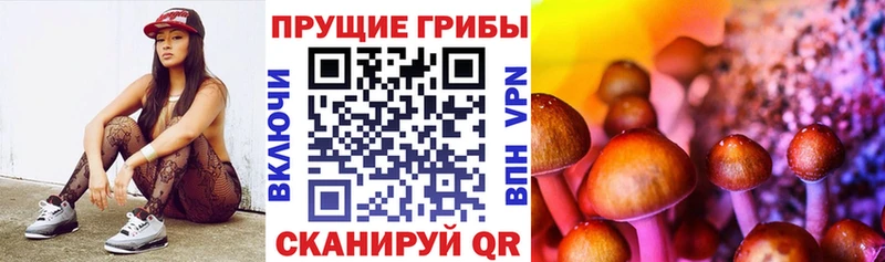 наркота  Киржач  Псилоцибиновые грибы мицелий 